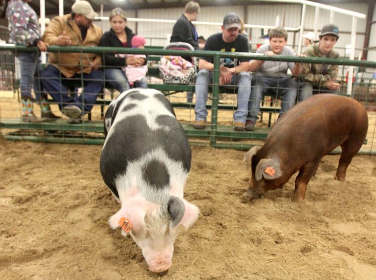 Coryell County Youth Fair